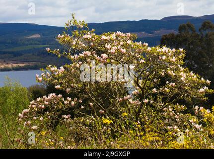 Nagnolia aux jardins de Crarae, Loch Fyne, Écosse Banque D'Images