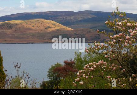 Nagnolia aux jardins de Crarae, Loch Fyne, Écosse Banque D'Images