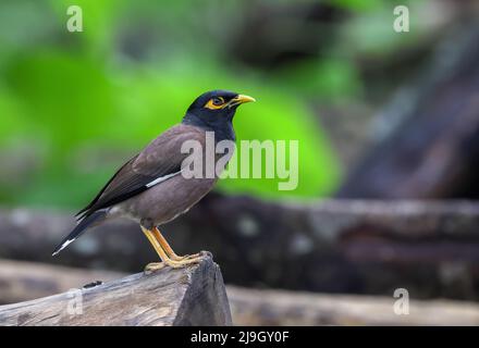 La myna commune ou la myna indienne, parfois épelée, est un oiseau de la famille des Sturnidae, originaire d'Asie. Banque D'Images