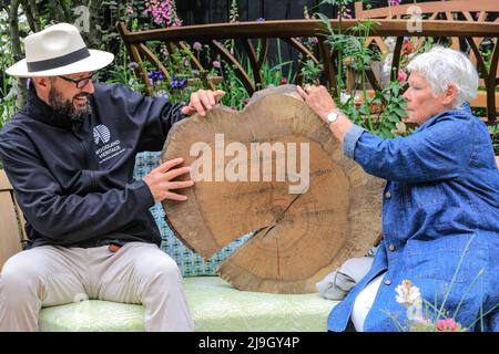 Chelsea, Londres, Royaume-Uni. 23rd mai 2022. Dame Judi Dench lance la nouvelle campagne de Woodland Heritage qui fait la promotion de l'importance de la gestion des bois et pose avec une sculpture vivante d'un bois de chêne rond avec des dates clés de sa carrière. Chelsea Flower Show Press Day donne un aperçu du spectacle qui revient à l'Hôpital Royal Chelsea et cette année se déroule du 24 au 28 mai. Credit: Imagetraceur/Alamy Live News Banque D'Images