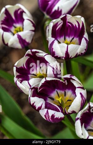 Tulipes à fleurs violettes et blanches au printemps Banque D'Images