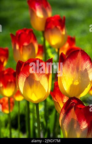 Fleurs de Tulips empereur/Fosteriana (Tulipa fosteriana) Banque D'Images