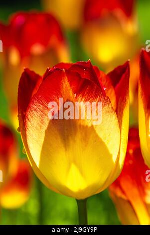 Fleurs de Tulips empereur/Fosteriana (Tulipa fosteriana) Banque D'Images