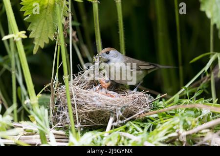 Blackcap Sylvia atricapilla, femelle adulte qui nourrit des chenilles pour les poussins du nid, Suffolk, Angleterre, mai Banque D'Images