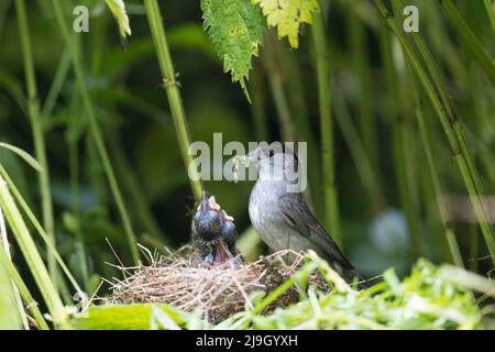 Blackcap Sylvia atricapilla, adulte mâle nourrissant des chenilles aux poussins du nid, Suffolk, Angleterre, mai Banque D'Images