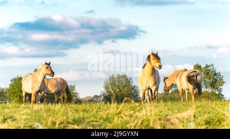 Chevaux sauvages dans les champs de Wassenaar aux pays-Bas. Banque D'Images