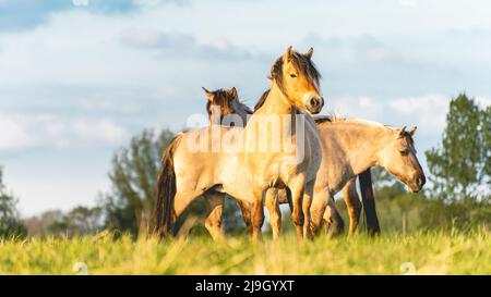 Chevaux sauvages dans les champs de Wassenaar aux pays-Bas. Banque D'Images