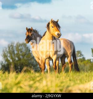 Chevaux sauvages dans les champs de Wassenaar aux pays-Bas. Banque D'Images