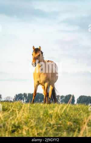 Chevaux sauvages dans les champs de Wassenaar aux pays-Bas. Banque D'Images