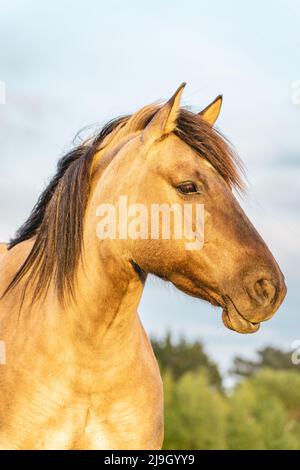 Chevaux sauvages dans les champs de Wassenaar aux pays-Bas. Banque D'Images