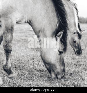 Chevaux sauvages dans les champs de Wassenaar aux pays-Bas. Banque D'Images