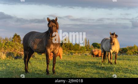 Chevaux sauvages dans les champs de Wassenaar aux pays-Bas. Banque D'Images