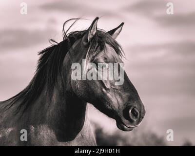 Chevaux sauvages dans les champs de Wassenaar aux pays-Bas. Banque D'Images