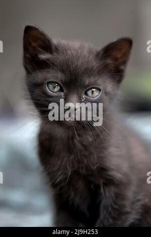 chaton gris de 5 semaines. Banque D'Images