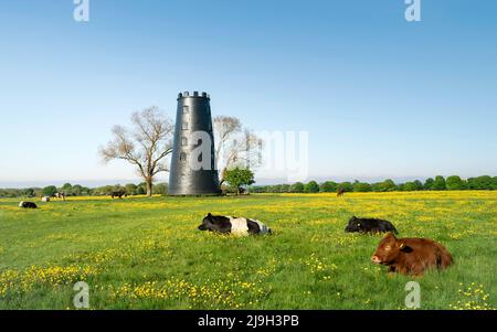 Moulin désutilisé flanqué d'arbres et d'herbe et de buttercups tandis que le bétail repose sur une belle vitesse matin sous le ciel bleu sur le Westwood, Beverley, Royaume-Uni. Banque D'Images