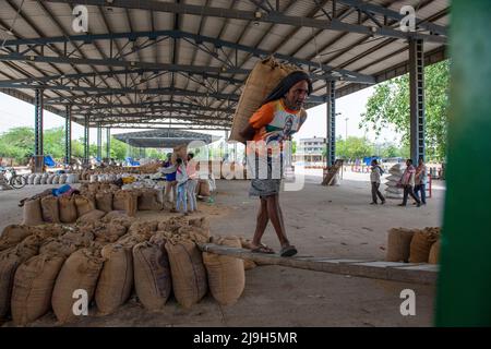 New Delhi, Inde. 23rd mai 2022. Les travailleurs indiens transportent des sacs de blé à charger sur un camion au marché des céréales de Narela, à New Delhi. La politique d'exportation de blé de l'Inde a été modifiée le 13 mai 2022 par la notification de la Direction générale du commerce extérieur. Crédit : SOPA Images Limited/Alamy Live News Banque D'Images