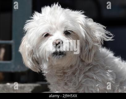 Portrait d'un joli petit chien blanc. Il ressemble à une race maltaise ou mixte avec beaucoup de caractéristiques maltaises. Banque D'Images