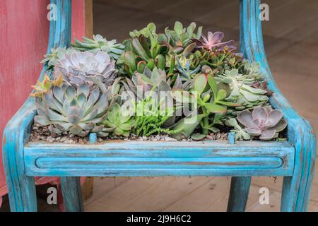 Chelsea, Londres, Royaume-Uni. 23rd mai 2022. Un étalage de plats succulents intégrés dans une ancienne chaise en bois. Chelsea Flower Show Press Day donne un aperçu du spectacle qui revient à l'Hôpital Royal Chelsea et cette année se déroule du 24 au 28 mai. Credit: Imagetraceur/Alamy Live News Banque D'Images