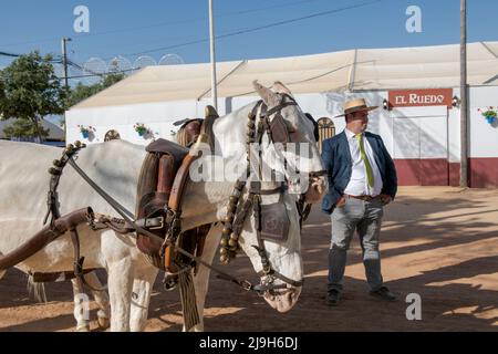 Espagne, 22/05/2022, Un pilote de chariot à cheval attend les clients à l'intérieur de la foire de Cordoue, pendant la célébration. Après deux ans suspendus en raison de la pandémie mondiale causée par Covid-19, la ville de Córdoba, a une fois de plus célébré la Foire notre Dame de la Santé, mieux connue sous le nom de Foire de Córdoba. Cette célébration est l'une des plus importantes dans la région de l'Andalousie et a lieu depuis plus de 500 ans. Pendant ces jours, des milliers d'hommes et de femmes défilent dans les rues d'El Arenal, le parc des expositions pour danser et célébrer l'un des festivals les plus traditionnels d'Espagne. Banque D'Images