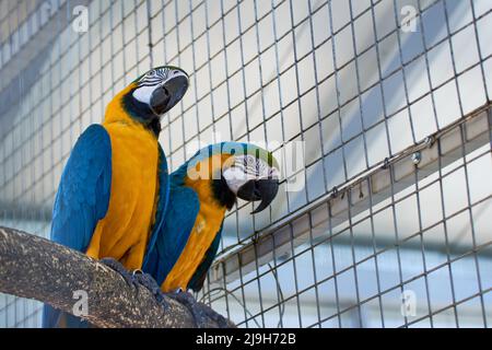 Gros plan de la macaw bleu et jaune Ara ararauna Banque D'Images