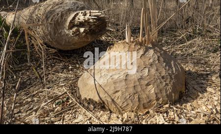 Un arbre abattu par le castor dans une forêt de plaine inondable sur le Danube, la Bavière, l'Allemagne, l'Europe Banque D'Images