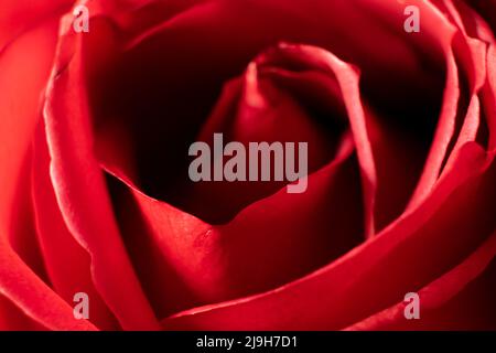 gros plan sur une fleur de rose rouge Banque D'Images