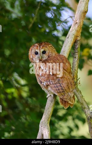 Une chouette tawny (Strix aluco) adulte au printemps dans la journée, dans l'est de l'Angleterre Banque D'Images