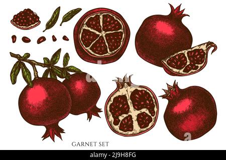 Collection d'illustrations vectorielles dessinées à la main fruits. Grenat de couleur. Illustration de Vecteur