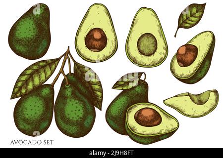 Collection d'illustrations vectorielles dessinées à la main fruits. Avocat coloré. Illustration de Vecteur