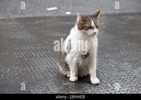 Westminster, Londres, Royaume-Uni. 11th mai 2022. Le chef mouser, Larry le chat, sort de son sommeil devant le numéro 10 Downing Street. Larry a ses propres pages de médias sociaux. Crédit : Maureen McLean/Alay Banque D'Images