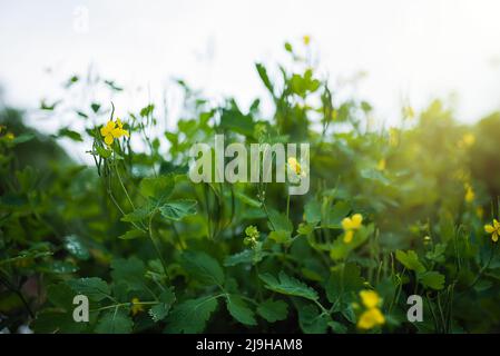 La plus grande celandine Chelidonium majus est populairement appelé le warthog. En effet, la médecine populaire utilise cette plante depuis longtemps pour enlever les verrues A. Banque D'Images