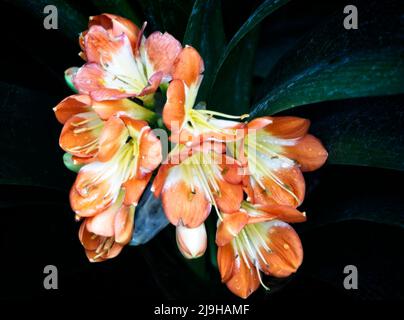 Bush Lily Calgary Zoo Alberta Banque D'Images