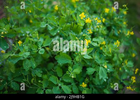 La plus grande celandine Chelidonium majus est populairement appelé le warthog. En effet, la médecine populaire utilise cette plante depuis longtemps pour enlever les verrues A. Banque D'Images