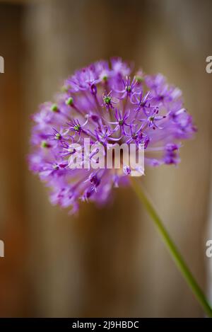 Les oignons ornementaux sont proches de l'oignon et de l'ail comestibles communs et font partie de la sous-famille des Alliaceae de la famille des Amaryllidaceae. Banque D'Images