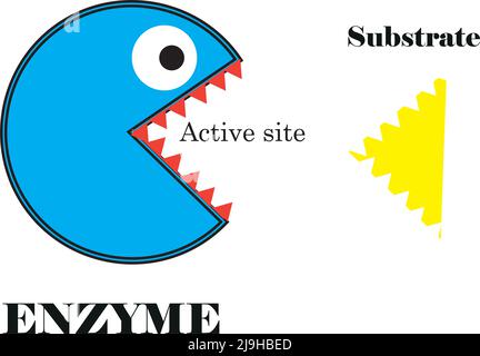 Concept scientifique du fonctionnement de l'enzyme.explication facile pour les étudiants en sciences.Biologie et medcine.Illustration vectorielle. Illustration de Vecteur