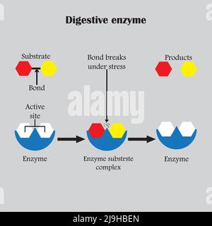 Enzymes qui décomposent les composés alimentaires en leurs blocs de base, pour faciliter son absorption dans le corps, et nous les appelons enzymes digestives. Illustration de Vecteur