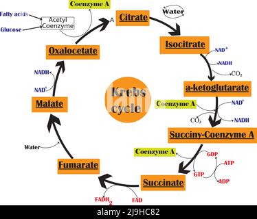 Cycle de Krebs ou cycle d'acide citrique.diagramme chimique du cycle de krebs,isolé sur fond blanc.contenu de l'étude pour les étudiants en biologie et en sciences. Illustration de Vecteur