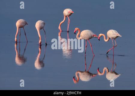 Groupe de flamants roses et leurs réflexions dans le lagon de Kalochori, Grèce. Faune et flore scène animale de la nature Banque D'Images