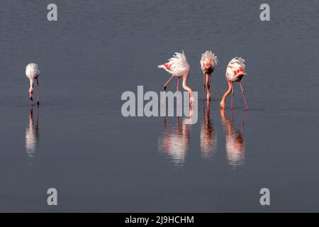 Groupe de flamants roses et leurs réflexions dans le lagon de Kalochori, Grèce. Faune et flore scène animale de la nature Banque D'Images