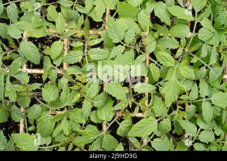 Jeunes plants de tomates poussant dans un plateau en mousse de polystyrène Banque D'Images