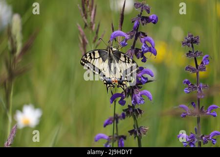 un papillon à queue d'allowtail reposant sur des fleurs violettes dans la nature Banque D'Images