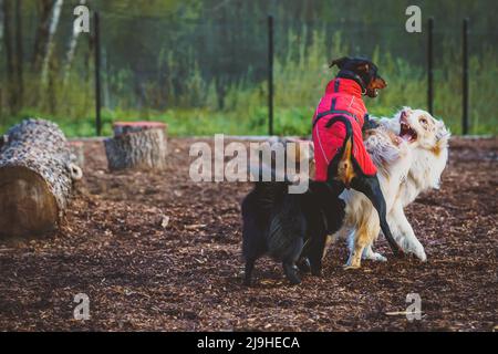 Trois chiens se battent dans l'aire de jeux pour chiens. Banque D'Images