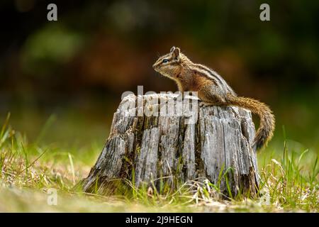 Un mignon et ludique chipmunk courir, sauter, s'asseoir et manger sur un vieux tronc d'arbre dans E.C. Manning Park, Colombie-Britannique, Canada Banque D'Images