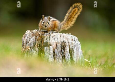 Un mignon et ludique chipmunk courir, sauter, s'asseoir et manger sur un vieux tronc d'arbre dans E.C. Manning Park, Colombie-Britannique, Canada Banque D'Images