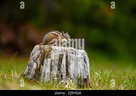 Un mignon et ludique chipmunk courir, sauter, s'asseoir et manger sur un vieux tronc d'arbre dans E.C. Manning Park, Colombie-Britannique, Canada Banque D'Images