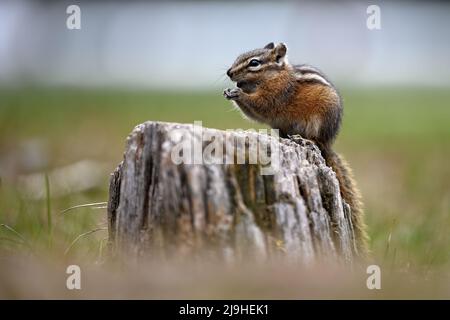 Un mignon et ludique chipmunk courir, sauter, s'asseoir et manger sur un vieux tronc d'arbre dans E.C. Manning Park, Colombie-Britannique, Canada Banque D'Images