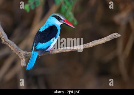 Un Kingfisher à la poitrine bleue adulte (Halcyon malimbica torquata) perché au bord d'une rivière au Sénégal, en Afrique de l'Ouest Banque D'Images
