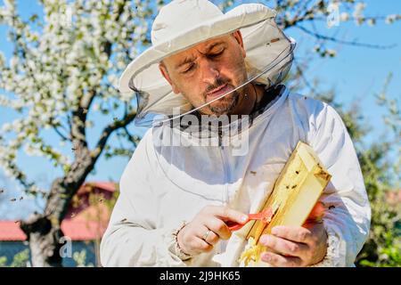 Apiculteur extraction de cire d'abeille du nid d'abeille Banque D'Images