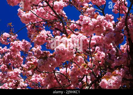 Branches de cerisier en fleur rose Banque D'Images