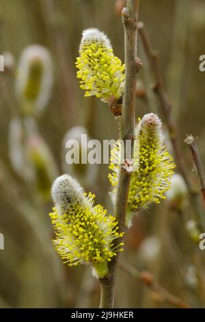 Les chatons jaunes (Salix carea) fleurissent au printemps Banque D'Images